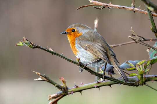 Robin redbreast (Erithacus rubecula) bird a British European garden songbird with a red or orange breast often found on Christmas cards, wildlife stock photo image