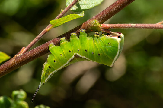 Macro close-up of a vibrant green Puss moth caterpillar (Cerura vinula) resting on a branch, showing detailed spiracles and unique tail appendages, insect and wildlife stock photo image