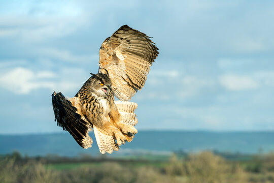 Eurasian eagle-owl (Bubo bubo) bird of prey flying with its wings outstretched in flight, wildlife and nature stock photo image