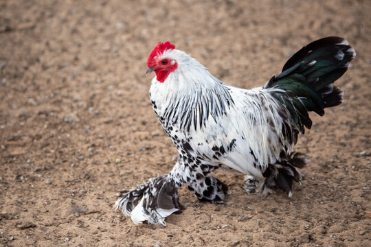 A rooster of decorative Mollefleur hens with feather spurs walks on the ground on a bright sunny day. Animals, birds, ornithology, ecology.