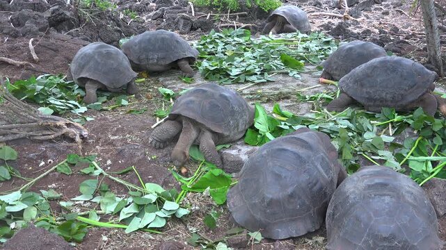 Group of giant tortoises feeding on green leaves in Galapagos Islands sanctuary.