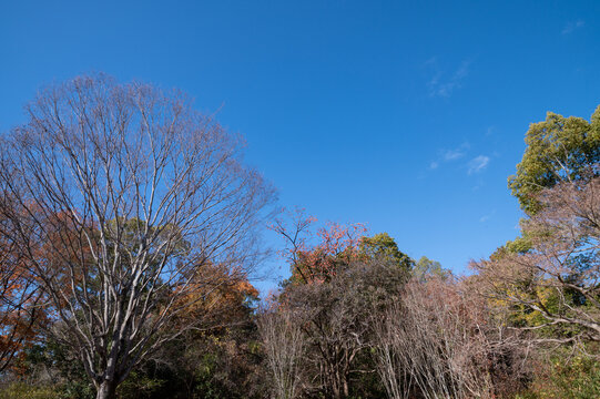 Bare Tree Branches and Autumn Trees Reaching Into Clear Blue Sky in Japan