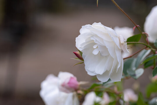 Close Up White Rose Flower Blooming in Soft Spring Sunlight with Copy Space