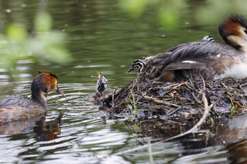 Great Crested Grebe chick with a large fish in its beak, chick being fed fish, Great Crested Grebe in the nest with chicks, striped young, breeding season  Podiceps cristatus © Rebecca