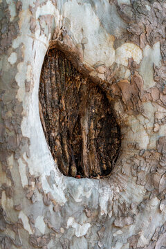 Close-up texture of a sycamore tree trunk with a natural hollow opening