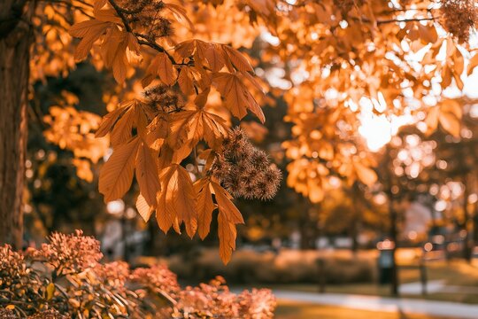 Golden Marronnier Branch Backlit Along a Park Path