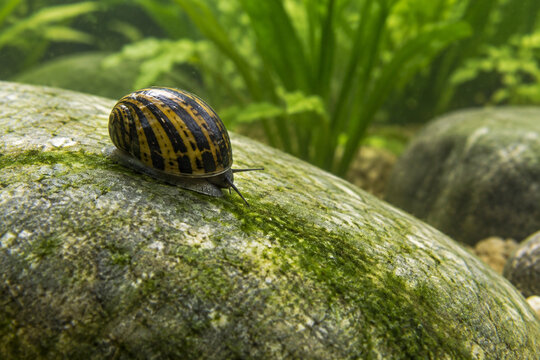 Nerite Snail Leaving Algae Trail on Aquarium Stone