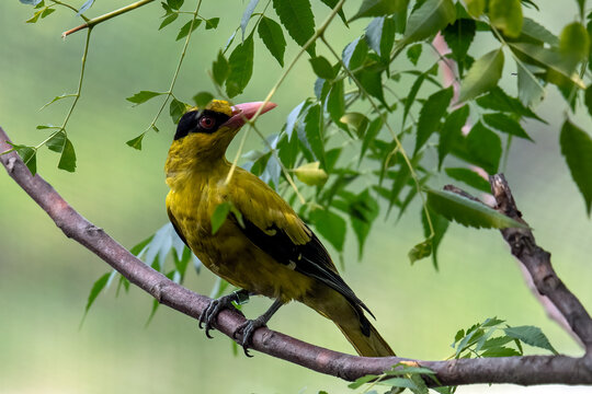 A black-naped oriole is perched on a branch.