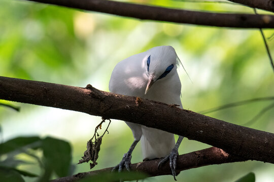 A bali starling is perched on a branch.