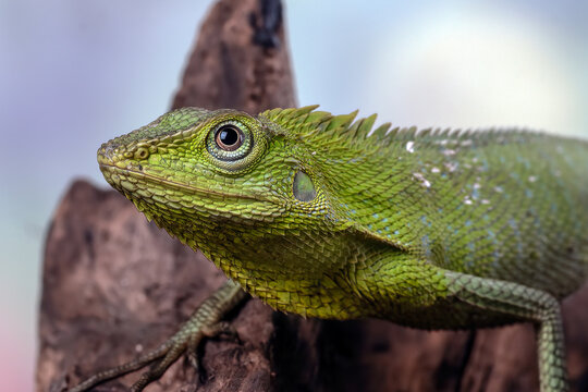 close up of a maned forest lizard head 