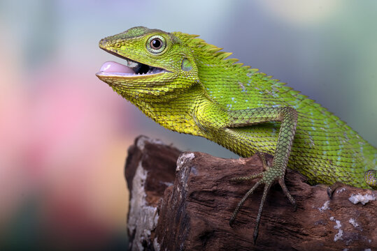 close up of a maned forest lizard head 