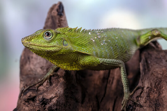 close up of a maned forest lizard head 