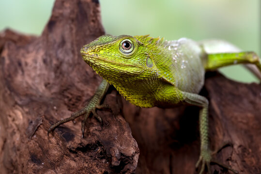 close up of a maned forest lizard head 