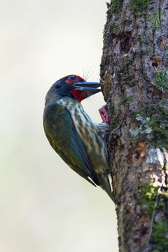 A barbet is looking for a hole in a tree.