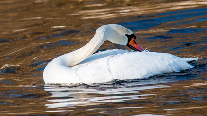 swan in the water © lazalnik