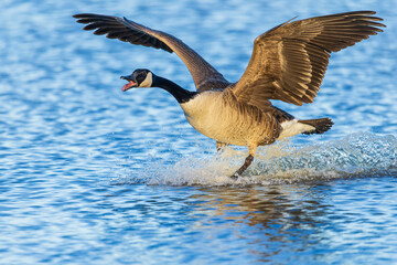 00748-07816 Canada Goose (Branta canadensis) landing in wetland Marion Co. IL © Daybreak Imagery