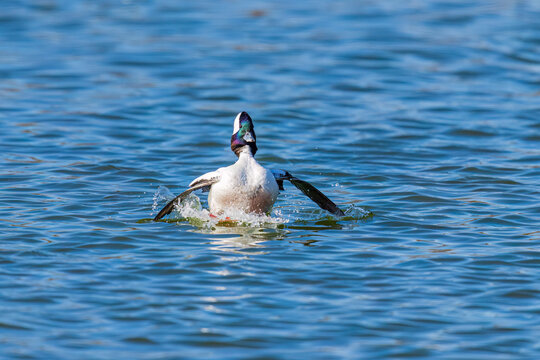 00750-00519 Bufflehead (Bucephala albeola) male landing in wetland Clinton Co. IL