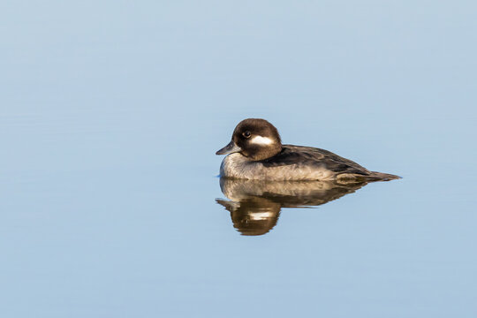 00750-00703 Bufflehead (Bucephala albeola) female at wetland Marion Co. IL