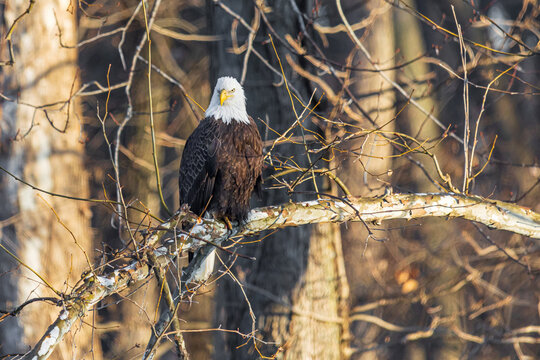 00807-04315 Bald Eagle (Haliaeetus lecocephalus) perched in tree Clinton Co. IL