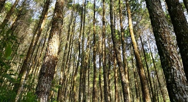 Low angle view of tall pine trees in a dense forest with sunlight filtering through the canopy.