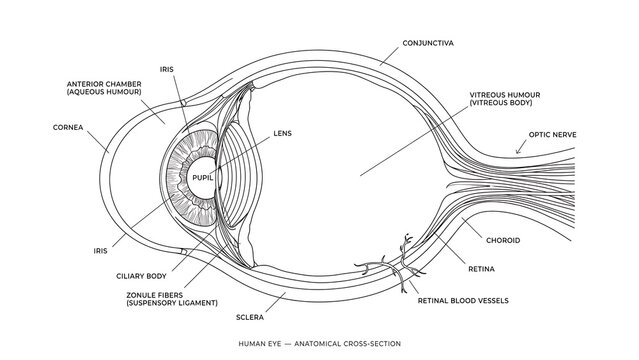 Detailed anatomy of human eye white background.