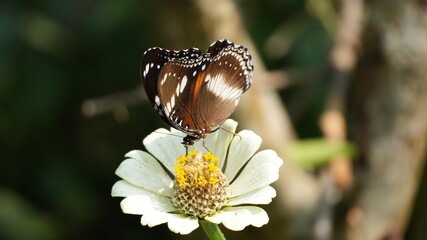 Beautiful Great Eggfly Butterfly Resting and Feeding on White Zinnia Flower in Sunny Garden Nature © Silmiart