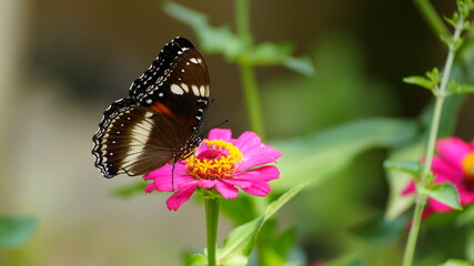 Beautiful Great Eggfly butterfly perched on a vibrant pink zinnia flower in a sunny summer garden © Silmiart