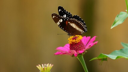 Beautiful Great Eggfly Butterfly Perched on a Vibrant Pink Zinnia Flower in Sunny Summer Garden © Silmiart