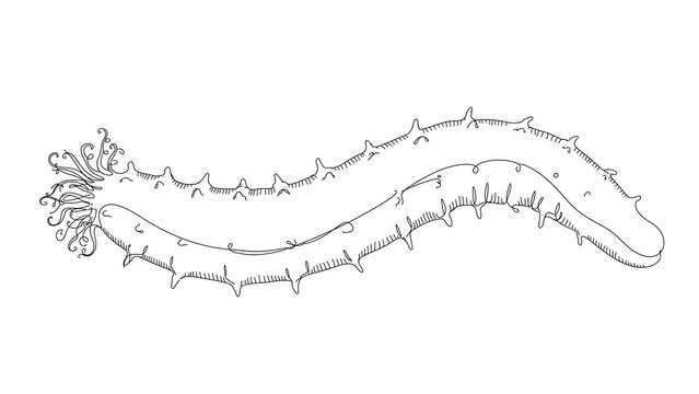Detailed illustration of sea cucumber white background.