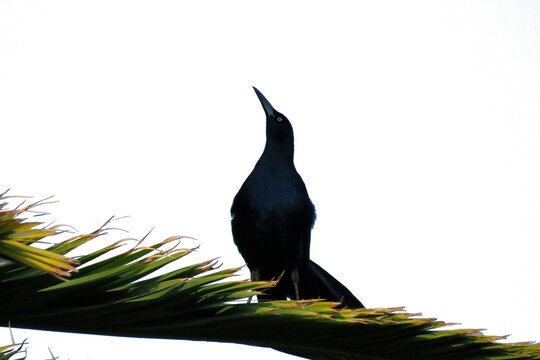 Zanate bird on Palm Branch