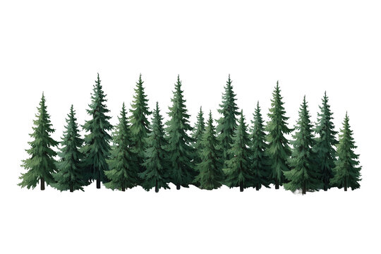Dense row of evergreen conifer trees