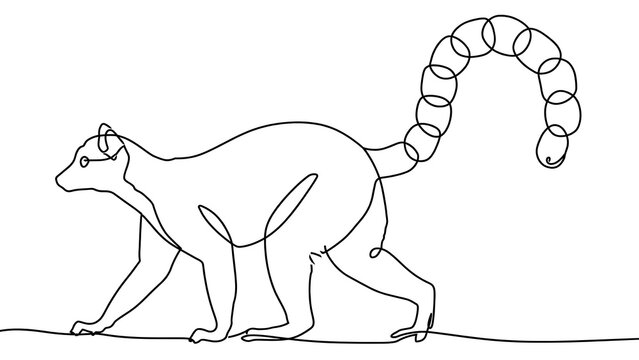Detailed lemur walking white background.