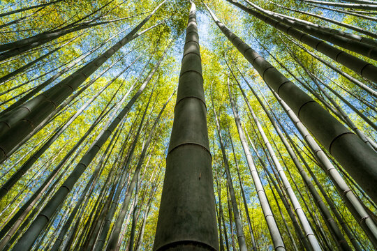 Vista desde abajo de los bambus del bosque de arashiyama, en Kioto, Jap&oacute;n.