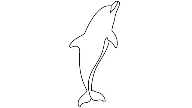 Dolphin jumping white background.