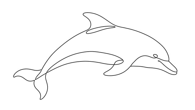 Dolphin swimming white background.