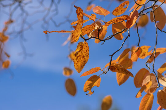Glowing vibrant red and orange autumn leaves of serviceberry Amelanchier in sunlight