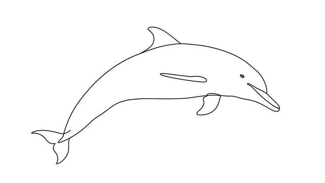 Dolphin swimming on white background.