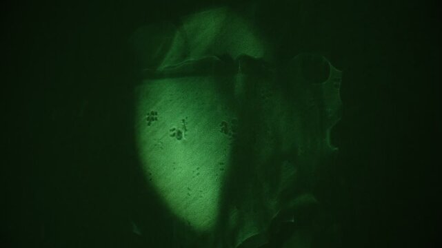 Cinematic shot bathed in moonlight, gracefully moving, fanciful shadows dancing across the scene. Rich green‑teal hue, overlaid with delicate floral shadows, intricate, dreamlike pattern. 