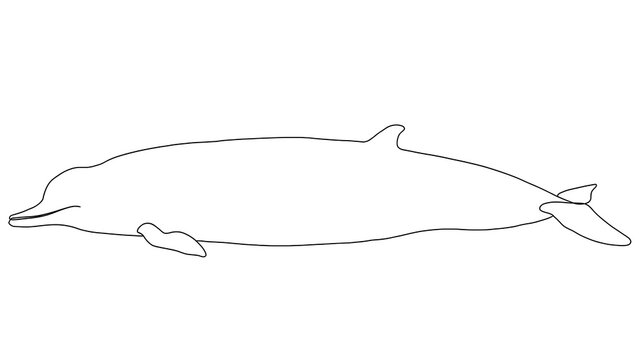 Dolphin swimming on white background.