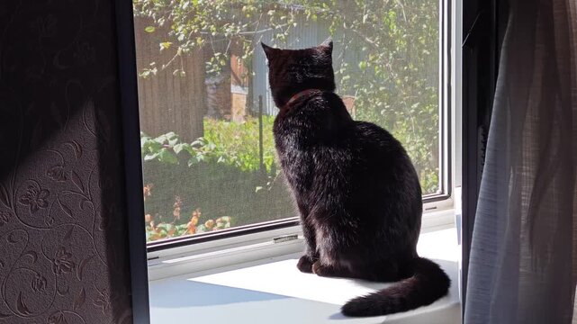 Black cat sitting on a windowsill facing the garden