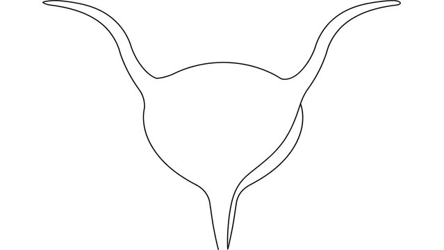 Female reproductive system white background.