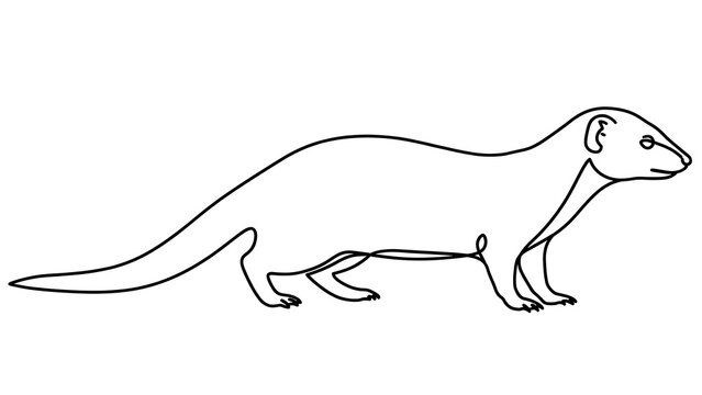 Ferret Line Drawing white background.