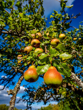 Reife Birnen an einem Birnenbaum