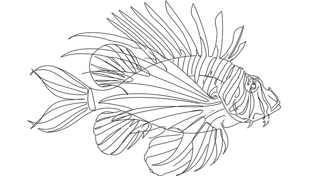 Fish white background line drawing illustration.