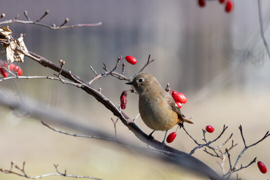 Female Daurian Redstart Perched on Branch with Red Cornel Berries in Winter Sunlight