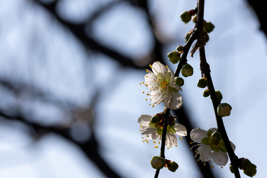 Close Up White Plum Blossoms Blooming on Branch in Early Spring Sunlight with Copy Space