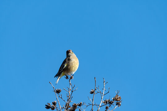 Oriental Greenfinch Perched on Bare Tree Branch Against Clear Blue Winter Sky with Copy Space