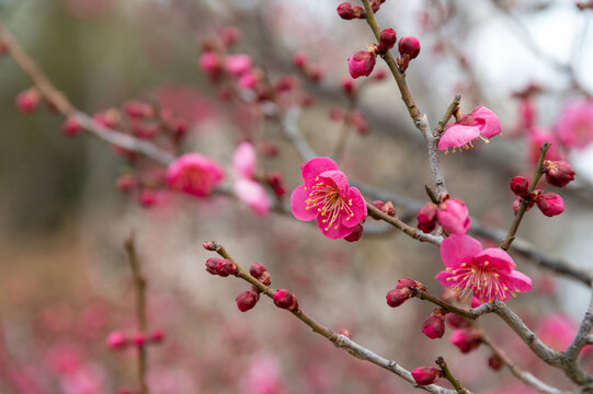 Close Up Crimson Red Plum Blossoms Blooming on Branch in Early Spring Sunlight with Copy Space