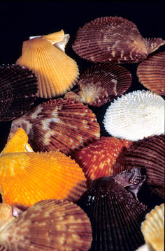 a collection of colorful scallop shells belonging to the family Pectinidae, Chlamys aka Mimachlamys varia, Mediterraneo