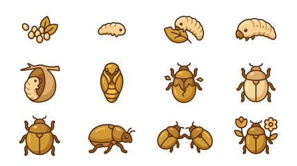 Fototapeta premium Beetle life cycle stages flat icon set.
